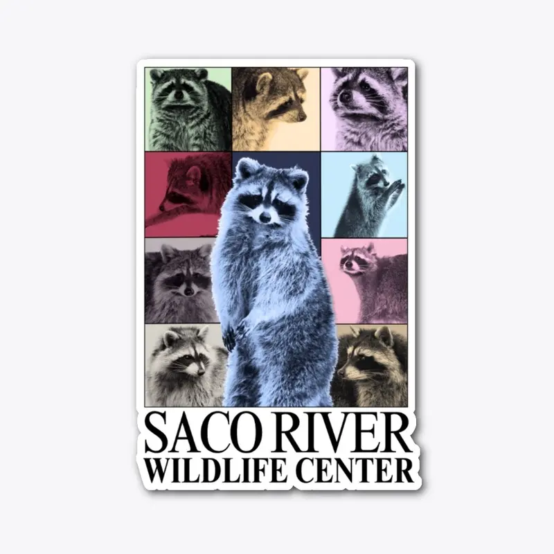 Raccoons through the Eras